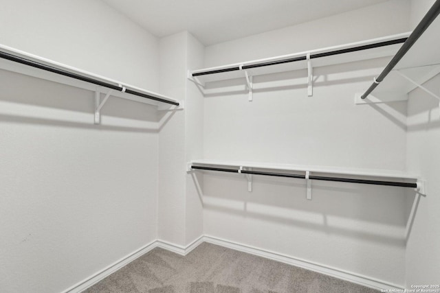 spacious closet featuring carpet flooring