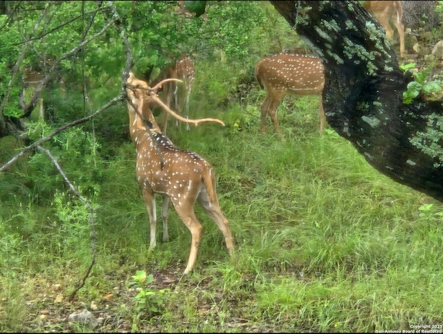 view of nature