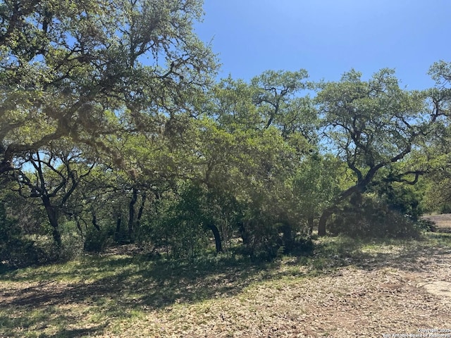 view of local wilderness