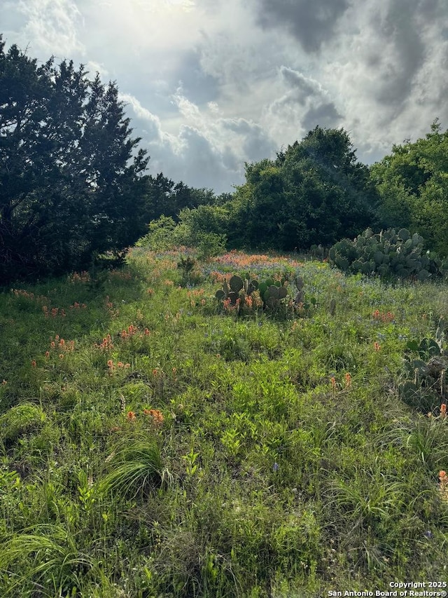 view of nature featuring a view of trees
