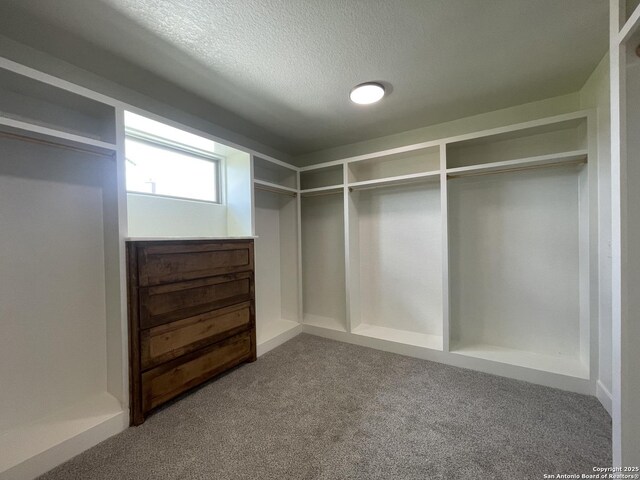 spacious closet featuring carpet flooring