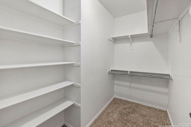 walk in closet with carpet floors