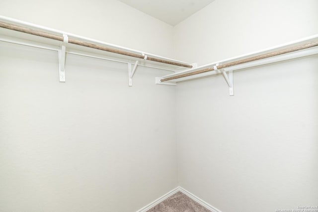 spacious closet with carpet floors
