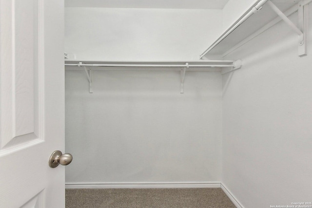 walk in closet featuring carpet floors