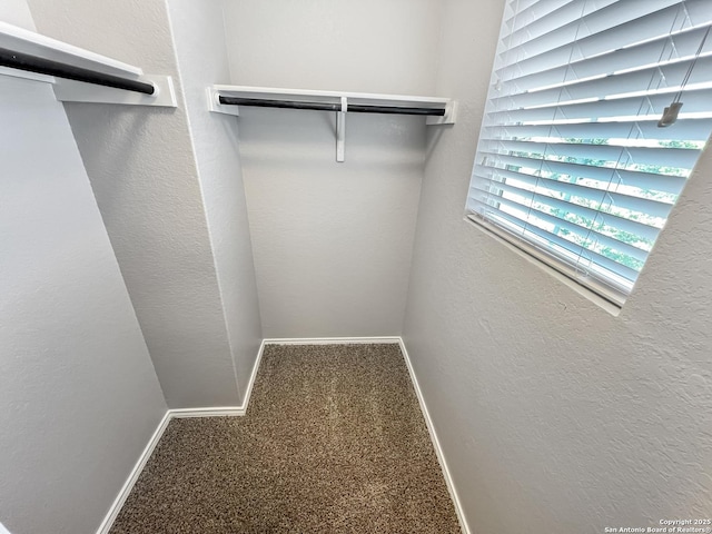 walk in closet with carpet flooring