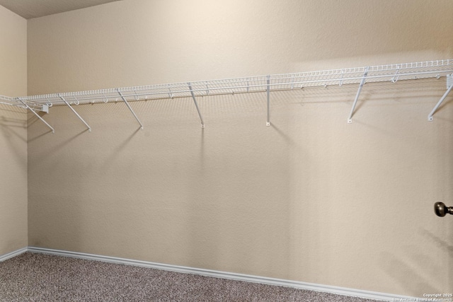 walk in closet with carpet floors