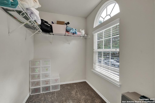 walk in closet featuring carpet flooring