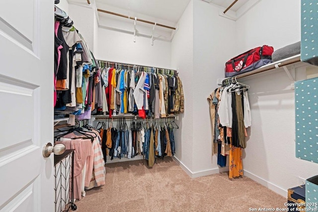 walk in closet featuring carpet flooring