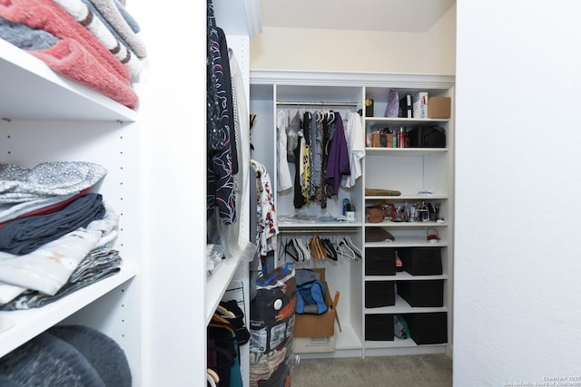 1710 Briar Spg, San Antonio, TX 78245 - walk in closet featuring carpet flooring