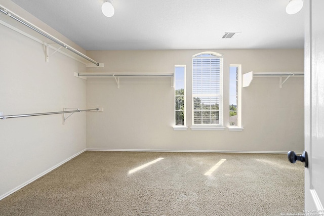 walk in closet featuring carpet flooring