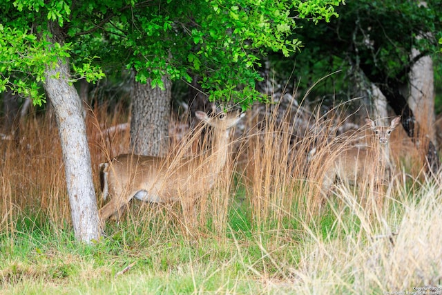 2050 Adj Ln, Fredericksburg, TX 78624 - view of nature