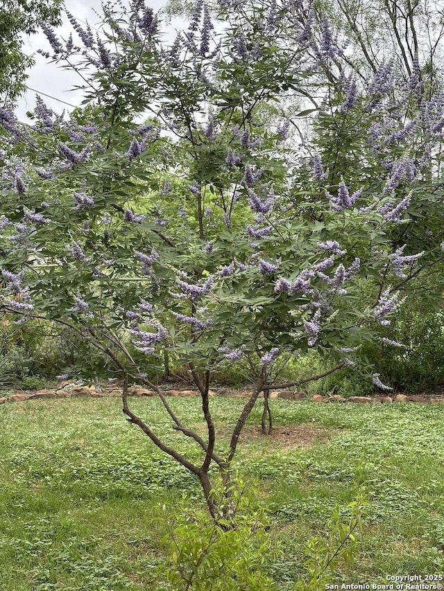 345 Westminster, San Antonio, TX 78228 - view of nature