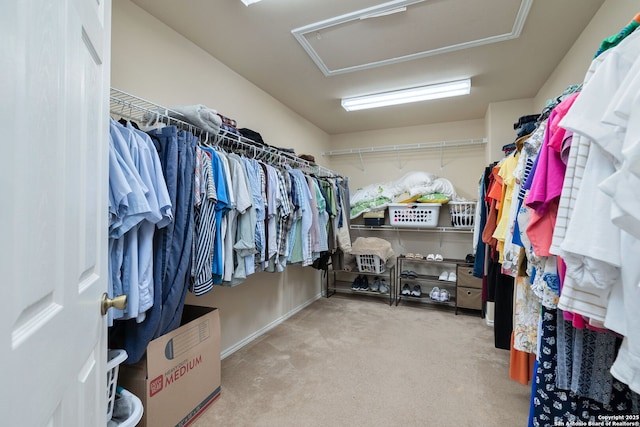 11106 Shetland Hls, San Antonio, TX 78254 - walk in closet with carpet floors and attic access