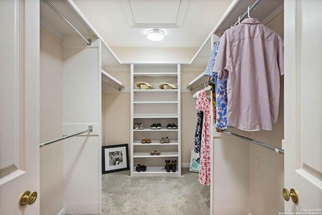 625 Paseo Canada, San Antonio, TX 78232 - spacious closet with carpet floors and attic access