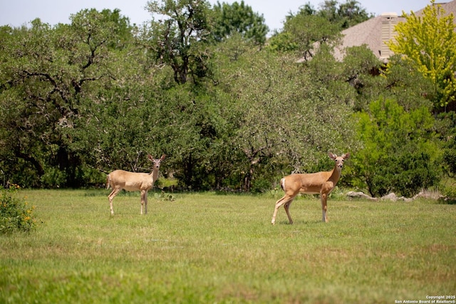 557 Timber Holw, New Braunfels, TX 78132 - view of yard