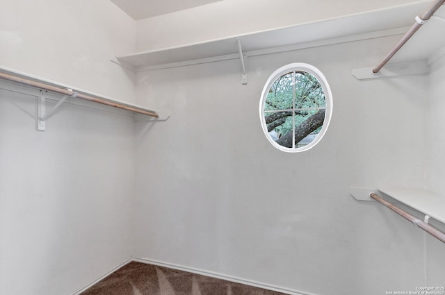 2434 Trace Oak, San Antonio, TX 78232 - walk in closet with dark colored carpet