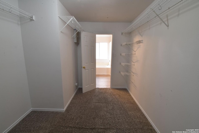 1510 June Berry, San Antonio, TX 78260 - walk in closet featuring carpet