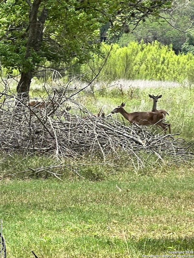 168 Water St, Pipe Creek, TX 78063 - view of nature