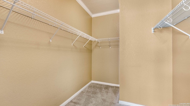 8023 Jalane Oaks, San Antonio, TX 78255 - walk in closet featuring carpet flooring