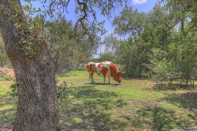 577 River Chase, New Braunfels, TX 78132 - view of grassy yard