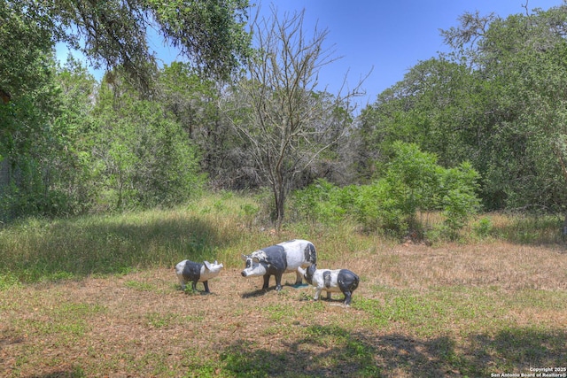 577 River Chase, New Braunfels, TX 78132 - view of yard