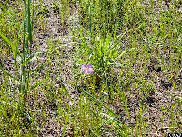 2366 Swan Island Rd Lot 5, Corolla, NC 27927 - photo 3