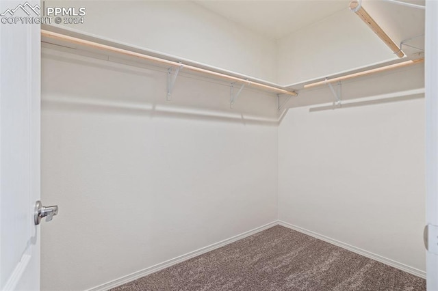 walk in closet with carpet floors