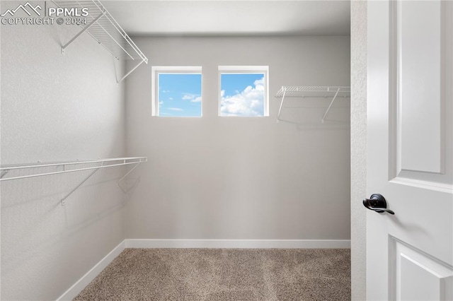 walk in closet with carpet flooring