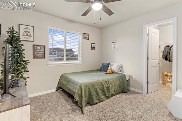 carpeted bedroom featuring ceiling fan, a walk in closet, and a closet