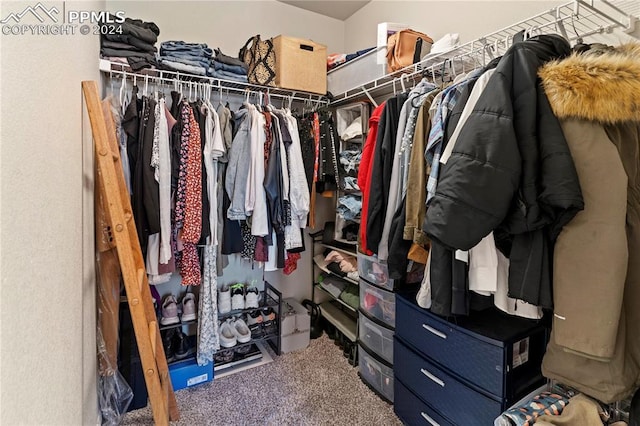 spacious closet featuring carpet flooring