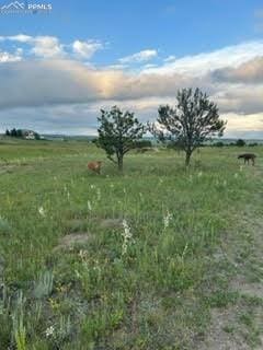 view of yard with a rural view