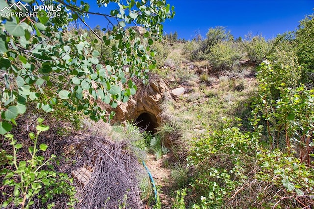 view of local wilderness