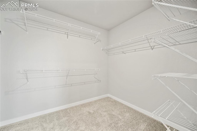 walk in closet with carpet flooring