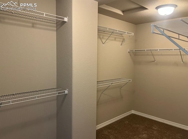 walk in closet featuring carpet flooring