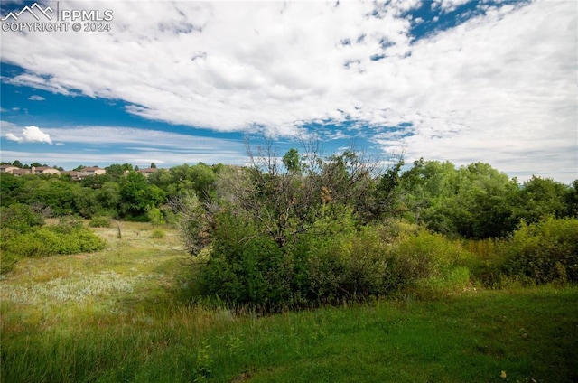 view of local wilderness