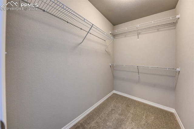 spacious closet featuring carpet floors