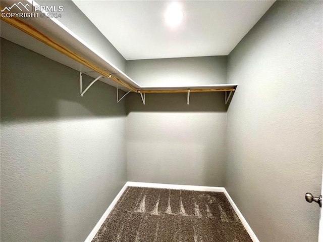 walk in closet with carpet flooring