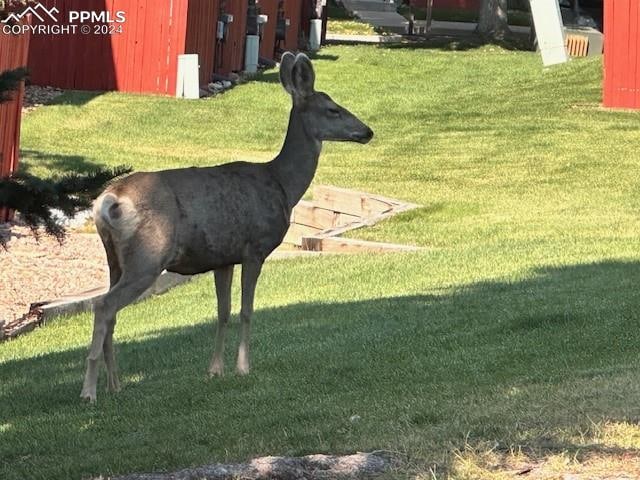 surrounding community with a yard