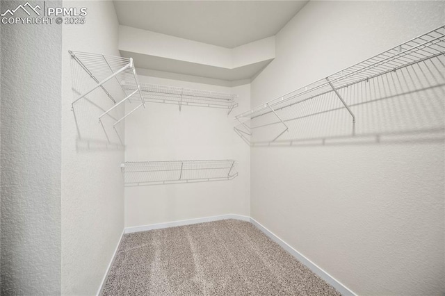 walk in closet featuring carpet