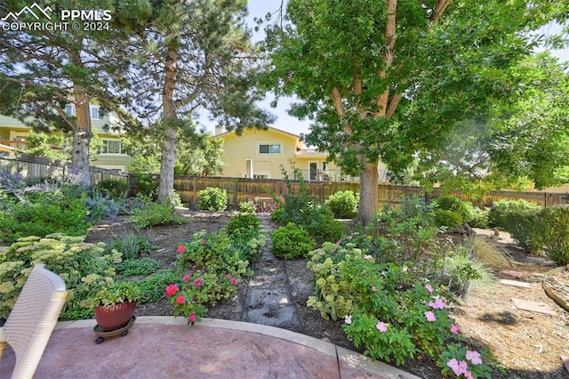 view of yard featuring a patio