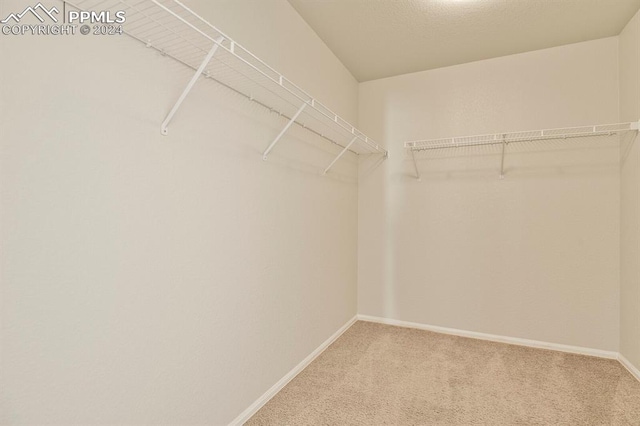 spacious closet featuring carpet