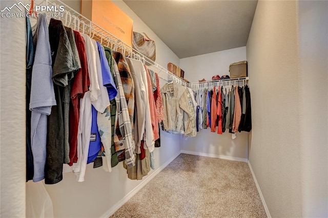 walk in closet with carpet floors