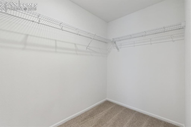 spacious closet with carpet flooring