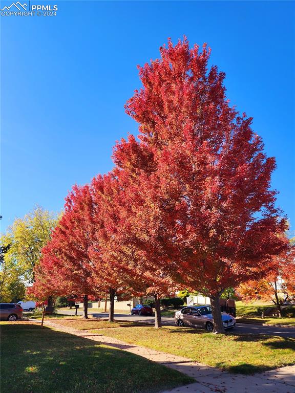 view of property's community with a yard