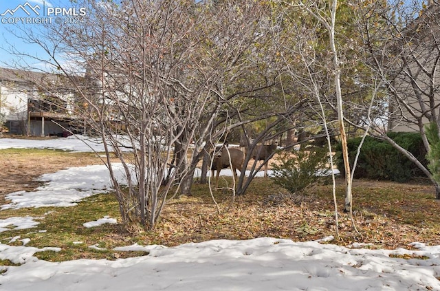 view of yard covered in snow