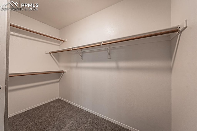 walk in closet featuring carpet floors