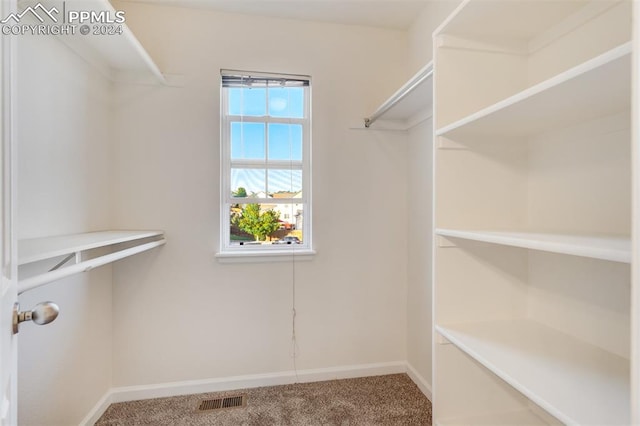 spacious closet featuring carpet flooring