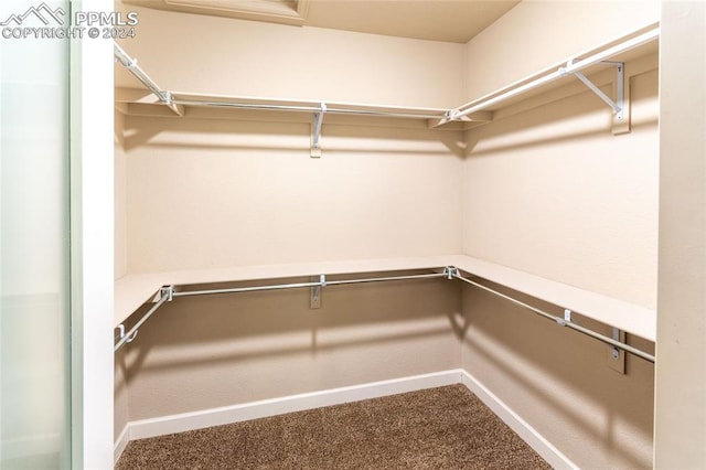 walk in closet with carpet floors