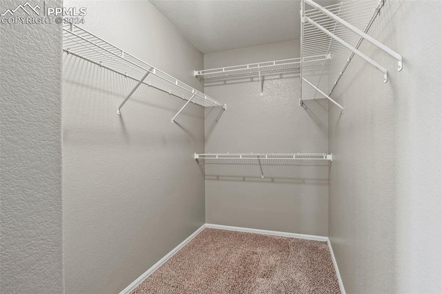 spacious closet featuring carpet floors