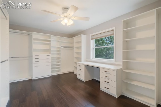 walk in closet featuring ceiling fan, dark hardwood / wood-style flooring, and built in desk